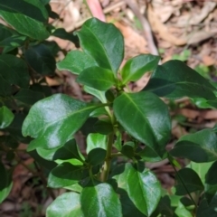 Coprosma hirtella (Currant Bush) at Micalong Gorge - 17 Nov 2023 by Wildlifewarrior80