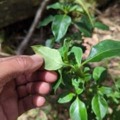 Coprosma hirtella at Wee Jasper, NSW - 17 Nov 2023