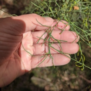 Exocarpos strictus at Wee Jasper, NSW - 17 Nov 2023