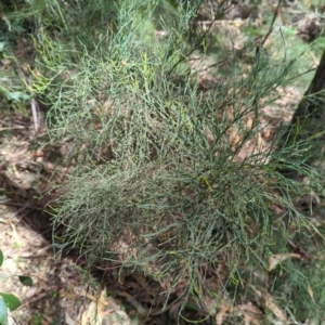 Exocarpos strictus at Wee Jasper, NSW - 17 Nov 2023