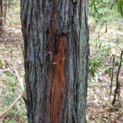 Eucalyptus (genus) (A Gum Tree) at Wee Jasper, NSW - 17 Nov 2023 by Wildlifewarrior80