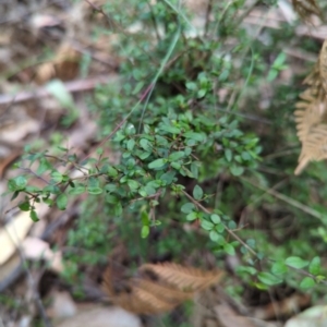 Coprosma quadrifida at Wee Jasper, NSW - 17 Nov 2023