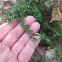 Coprosma quadrifida at Wee Jasper, NSW - 17 Nov 2023