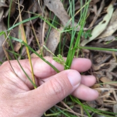 Carex breviculmis (Short-Stem Sedge) at Wee Jasper, NSW - 17 Nov 2023 by Wildlifewarrior80