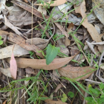 Viola betonicifolia (Mountain Violet) at Wee Jasper, NSW - 17 Nov 2023 by Wildlifewarrior80