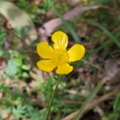 Ranunculus lappaceus (Australian Buttercup) at Wee Jasper, NSW - 16 Nov 2023 by brettguy80