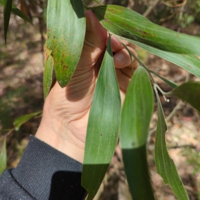 Acacia melanoxylon (Blackwood) at Wee Jasper, NSW - 16 Nov 2023 by brettguy80