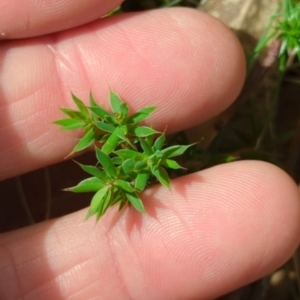 Styphelia humifusum at Wee Jasper, NSW - 17 Nov 2023 10:34 AM