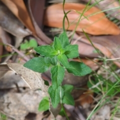 Mentha diemenica (Wild Mint, Slender Mint) at Wee Jasper, NSW - 16 Nov 2023 by brettguy80