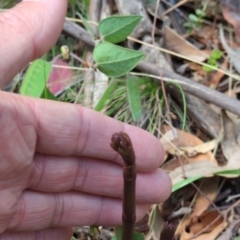 Dipodium sp. (A Hyacinth Orchid) at Wee Jasper, NSW - 17 Nov 2023 by Wildlifewarrior80