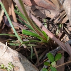 Stylidium graminifolium (Grass Triggerplant) at Wee Jasper, NSW - 16 Nov 2023 by brettguy80