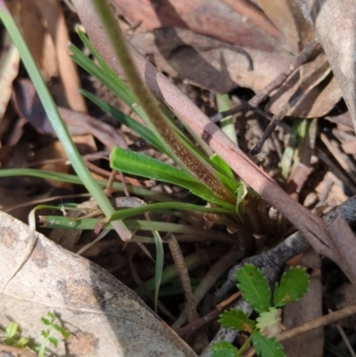 Stylidium graminifolium (grass triggerplant) at Wee Jasper, NSW - 17 Nov 2023 by Wildlifewarrior80