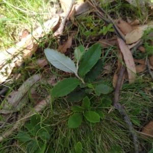 Olearia erubescens at Micalong Gorge - 17 Nov 2023