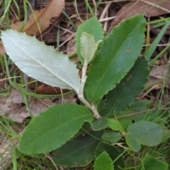 Olearia erubescens at Micalong Gorge - 17 Nov 2023 10:25 AM