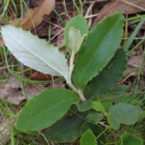 Olearia erubescens at Micalong Gorge - 17 Nov 2023