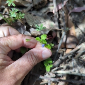 Veronica calycina at Wee Jasper, NSW - 17 Nov 2023 10:22 AM