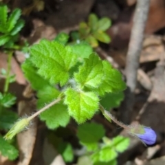 Veronica calycina at Wee Jasper, NSW - 17 Nov 2023