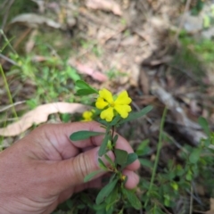 Hibbertia obtusifolia (Grey Guinea-flower) at Micalong Gorge - 17 Nov 2023 by Wildlifewarrior80
