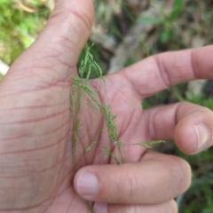 Poa sp. (A Snow Grass) at Wee Jasper, NSW - 16 Nov 2023 by brettguy80