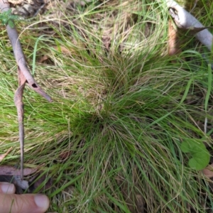 Poa sp. at Micalong Gorge - 17 Nov 2023