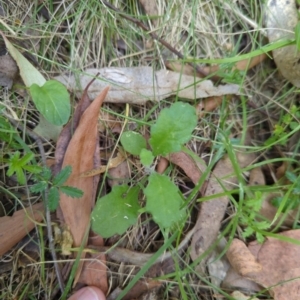 Lagenophora stipitata at Wee Jasper, NSW - 17 Nov 2023 10:18 AM