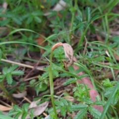 Pterostylis nutans (Nodding Greenhood) at Wee Jasper, NSW - 17 Nov 2023 by Wildlifewarrior80