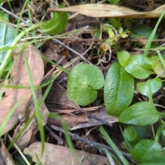 Corysanthes sp. (A Helmet Orchid) at Wee Jasper, NSW - 16 Nov 2023 by brettguy80