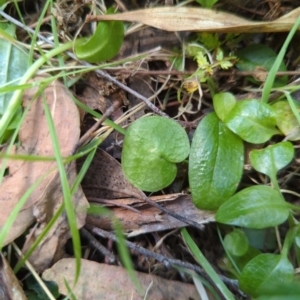 Corysanthes sp. at suppressed - suppressed