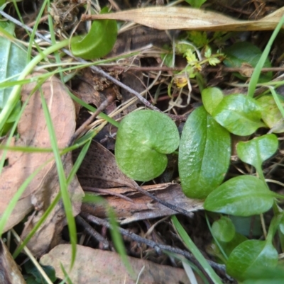 Corysanthes sp. (A Helmet Orchid) at Wee Jasper, NSW by Wildlifewarrior80