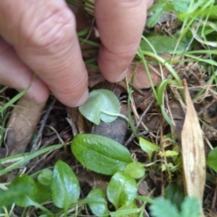 Corysanthes sp. at suppressed - 17 Nov 2023