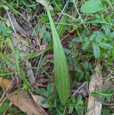 Plantago debilis (Shade Plantain) at Wee Jasper, NSW - 16 Nov 2023 by brettguy80