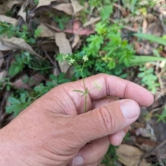 Unidentified Other Wildflower or Herb at Wee Jasper, NSW - 16 Nov 2023 by brettguy80