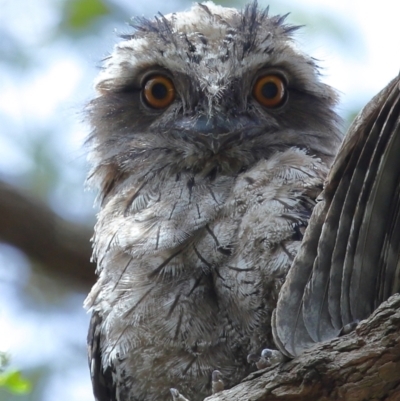 Podargus strigoides (Tawny Frogmouth) at Capalaba, QLD - 21 Nov 2023 by TimL