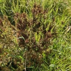 Erica lusitanica (Spanish Heath ) at Lawson, ACT - 21 Nov 2023 by Jiggy