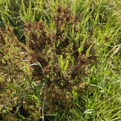 Erica lusitanica (Spanish Heath ) at Lawson, ACT - 22 Nov 2023 by Jiggy