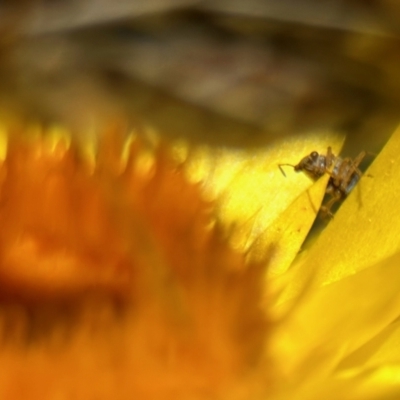 Hemiptera (order) (Unidentified True Bug) at Acton, ACT - 19 Nov 2023 by KMcCue