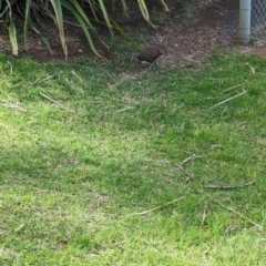 Hypotaenidia sylvestris (Lord Howe Woodhen) at Lord Howe Island - 20 Oct 2023 by Darcy