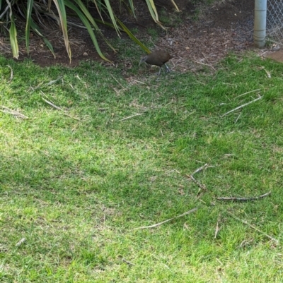 Gallirallus sylvestris (Lord Howe Woodhen) at Lord Howe Island - 19 Oct 2023 by Darcy