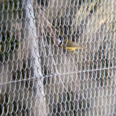 Pachycephala pectoralis contempta (Lord Howe Golden Whistler) at Lord Howe Island - 20 Oct 2023 by Darcy