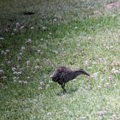 Gallirallus philippensis (Buff-banded Rail) at Lord Howe Island - 20 Oct 2023 by Darcy