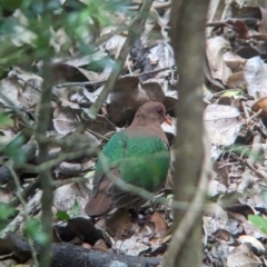 Chalcophaps longirostris (Pacific Emerald Dove) at Lord Howe Island - 20 Oct 2023 by Darcy