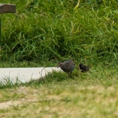 Gallirallus philippensis (Buff-banded Rail) at Lord Howe Island - 20 Oct 2023 by Darcy