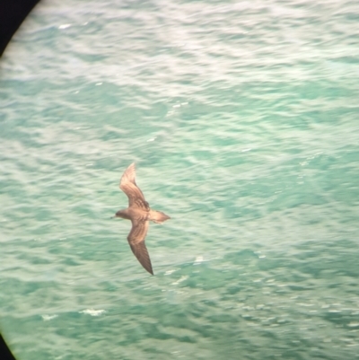 Ardenna pacifica (Wedge-tailed Shearwater) at Lord Howe Island Permanent Park - 20 Oct 2023 by Darcy