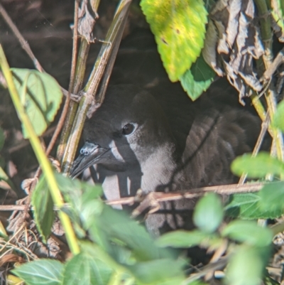 Ardenna pacifica (Wedge-tailed Shearwater) at Lord Howe Island Permanent Park - 20 Oct 2023 by Darcy