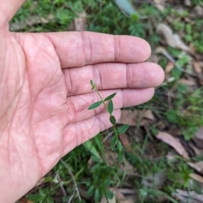 Gonocarpus tetragynus (Common Raspwort) at Wee Jasper, NSW - 17 Nov 2023 by Wildlifewarrior80