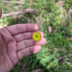 Coronidium gunnianum (Gunn's Everlasting) at Micalong Gorge - 17 Nov 2023 by Wildlifewarrior80