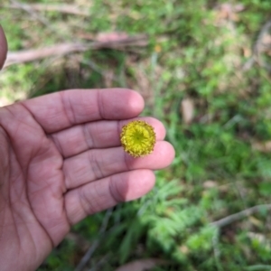 Coronidium gunnianum at Wee Jasper, NSW - 17 Nov 2023