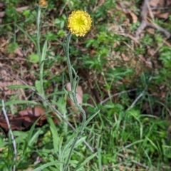 Coronidium gunnianum at Wee Jasper, NSW - 17 Nov 2023 10:08 AM