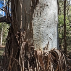 Eucalyptus dalrympleana subsp. dalrympleana (Mountain Gum) at Wee Jasper, NSW - 16 Nov 2023 by brettguy80
