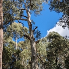 Eucalyptus dalrympleana subsp. dalrympleana at Micalong Gorge - 17 Nov 2023 10:00 AM